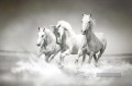 weiße Pferde laufen schwarz und weiß
